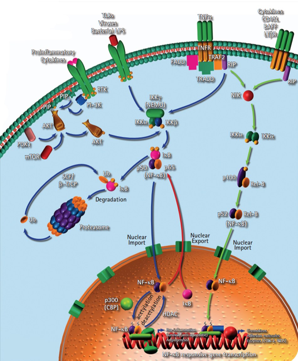 Inflammation signaling pathway including the role of NF-κB. Signaling pathway for inflammation related to the hallmark of cancer tumor promoting inflammation. Shows the transcription factor NF-κB inducing expression of various pro-inflammatory genes and regulating inflammatory responses.