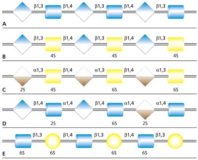 Carbohydrate sequences of the five types of glycosaminoglycan chains using monosaccharide symbols Carbohydrate sequences of the five types of glycosaminoglycan chains using monosaccharide symbols