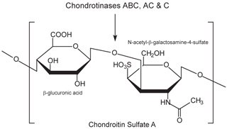 Chondroitin sulfate A consists of an alternating copolymer β-glucuronic acid-(1‑3)-N-acetyl-β-galactosamine-4‑sulfate. Chondroitin sulfate A consists of an alternating copolymer β-glucuronic acid-(1‑3)-N-acetyl-β-galactosamine-4‑sulfate.