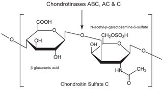 Chondroitin sulfate C consists of an alternating copolymer β-glucuronic acid-(1‑3)-N-acetyl-β-galactosamine-6‑sulfate. Chondroitin sulfate C consists of an alternating copolymer β-glucuronic acid-(1‑3)-N-acetyl-β-galactosamine-6‑sulfate.
