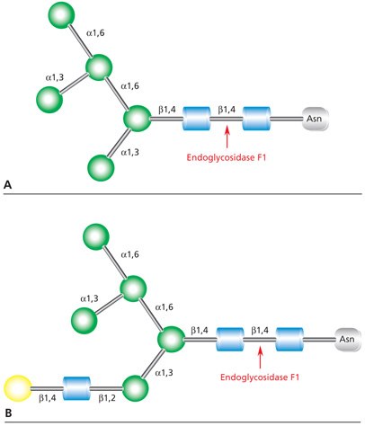 Endo F1 Cleavage Site in High Mannose and Hybrid Glycans Diagram showing the cleavage site for Endoglycosidase F1 (Endo F1) in both high mannose glycans and hybrid glycans.