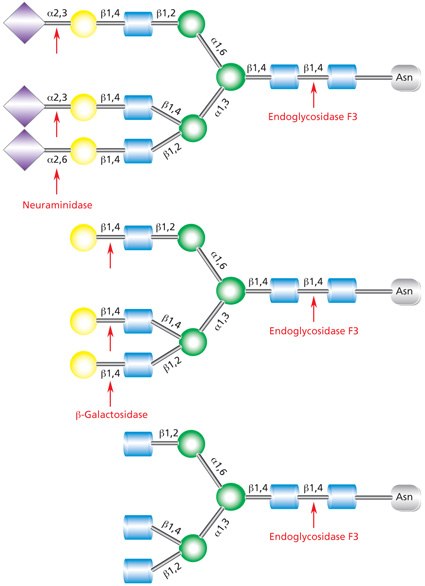Endo F3 Cleavage Site in Complex Glycans Diagram showing the cleavage site for Endoglycosidase F3 (Endo F3) in a complex triantennary glycan with sequential degradation by exoglycosidases neuraminidase and β-galactosidase.