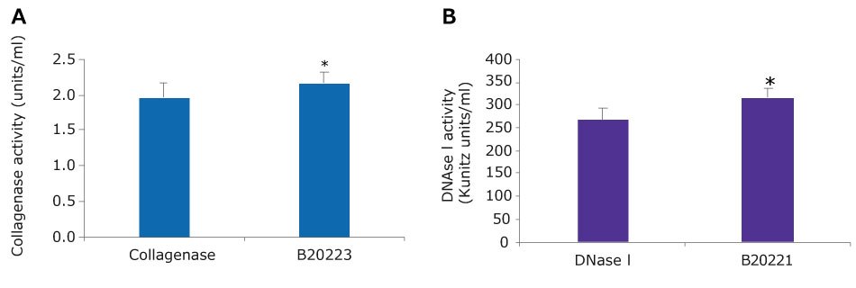 Collagenase-DNase I tissue dissociation blend (<a href="/product/sigma/b20221">B20221</a>) has better Collagenase and DNase I activity compared to the individual enzymes. A.) Enzyme activity in collagenase (<a href="/product/sigma/c5138">C5138</a>) alone or B.) in DNase I (<a href="/product/sigma/d5025">D5025</a>) alone versus that of Collagenase-DNase I blend. * ttest ≤ 0.01 A. Bar graph of collagenase activity. Collagenase has an activity of around 2 units/ml, while the blend has activity of over 2 units/ml. This is statistically different as per a t test≤ 0.01. B. Bar graph of DNase I activity. DNase I alone has an activity of around 250 Kunitz units/ml, while the blend has activity of over 300 Kunitz units/ml. This is statistically different as per a t test≤ 0.01.