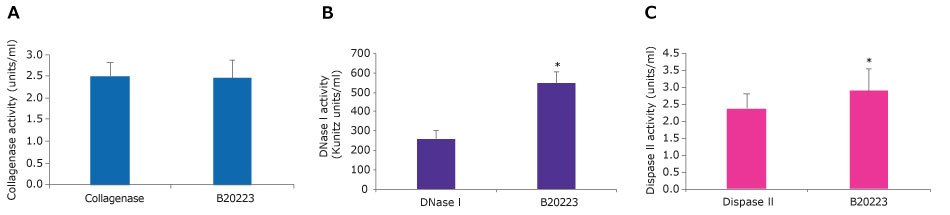 Collagenase-DNase I-Dispase II tissue dissociation blend (<a href="/product/sigma/b20223">B20223</a>) has similar collagenase activity but higher DNase I and dispase II activity compared to individual enzymes. A.) Enzyme activity in collagenase (<a href="/product/sigma/c5138">C5138</a>) alone or B.) in DNase I (<a href="/product/sigma/D5025">D5025</a>) alone or C.) in Dispase II (<a href="/product/sigma/D4693">D4693</a>) alone versus that of Collagenase-DNase I-Dispase II blend. * ttest ≤ 0.01  A. Bar graph of collagenase activity. Collagenase and the Collagenase-DNase I-Dispase II blend have activity of around 2.5 units/ml. This is not statistically different as per a t test≤ 0.01. B. Bar graph of DNase I activity. DNase I has an activity of around 250 Kunitz units/ml, while the Collagenase-DNase I-Dispase II blend has activity of around 550 Kunitz units/ml. This is statistically different as per a t test≤ 0.01. C. Bar graph of Dispase II activity. Dispase II has an activity of around 2.5 units/ml, while the Collagenase-DNase I-Dispase II blend has activity of over 2.5 units/ml. This is statistically different as per a t test≤ 0.01