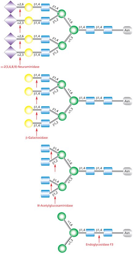 Sequential Deglycosylation in Complex Glycans Diagram showing the sequential deglycosylation of a complex triantennary glycan with exoglycosidases neuraminidase, β-galactosidase, and N-acetylglucosaminidase followed by subsequent cleavage by Endoglycosidase F3 (Endo F3).