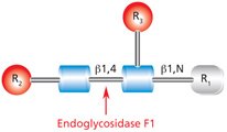 Endoglycosidase F1 Cleavage Site Diagram showing the cleavage site and structural requirements for Endoglycosidase F1 (Endo F1) with the N-linked diacetylchitobiose glycan core.