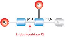 Cleavage site and structural requirements for Endoglycosidase F2.<br><br>R<sub>1</sub> = H or Asn<br>R<sub>2</sub> = Biantennary or oligomannose configurations<br>R<sub>3</sub> = H or α(1→6)fucose Diagram showing the cleavage site and structural requirements for Endoglycosidase F2 (Endo F2) with the N-linked diacetylchitobiose glycan core.