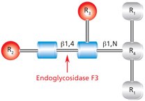 Endoglycosidase F3 Cleavage Site Diagram showing the cleavage site and structural requirements for Endoglycosidase F3 (Endo F3) with the N-linked diacetylchitobiose glycan core.