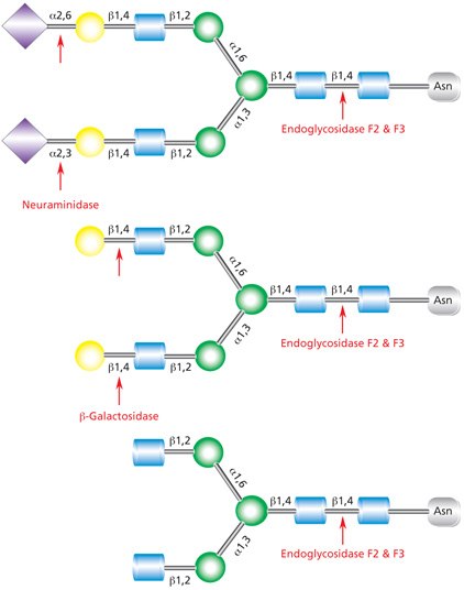Endo F2 & Endo F3 Cleavage Site in Complex Glycans Diagram showing the cleavage site for Endoglycosidase F2 (Endo F2) and Endoglycosidase F3 (Endo F3) in a complex biantennary glycan with sequential degradation by exoglycosidases neuraminidase and β-galactosidase.