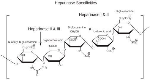 Heparan and heparin glycosaminoglycan consist of heterogeneous mixtures of repeating units of D-glucosamine and L-iduronic acids or D-glucuronic acids, sulfation at each residue may vary. Heparan and heparin glycosaminoglycan consist of heterogeneous mixtures of repeating units of D-glucosamine and L-iduronic acids or D-glucuronic acids, sulfation at each residue may vary.