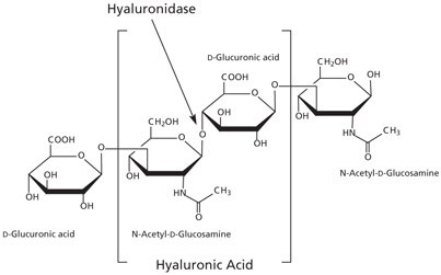 Hyaluronic acid is composed of alternating residues of β-D-(1‑3) glucuronic acid and β-D-(1‑4)-N-acetylglucosamine. Hyaluronic acid is composed of alternating residues of β-D-(1‑3) glucuronic acid and β-D-(1‑4)-N-acetylglucosamine.