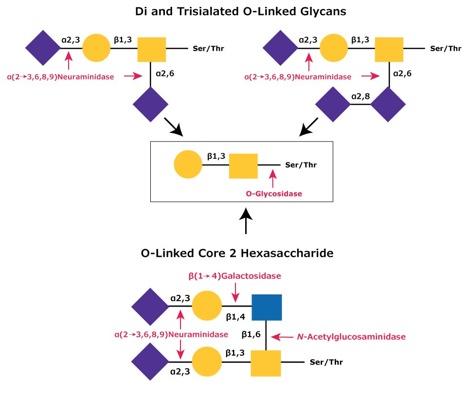 O-Linked Core 2 Hexasaccharide and Di/Trisialated O-Linked Glycans Diagram showing the hydrolysis of O-linked Core 2 hexasaccharide and di and trisialated O-linked glycans that require, in addition to α-(2→3,6,8,9)-neuraminidase, a β(1→4)-specific galactosidase and an N-acetylglucosaminidase.