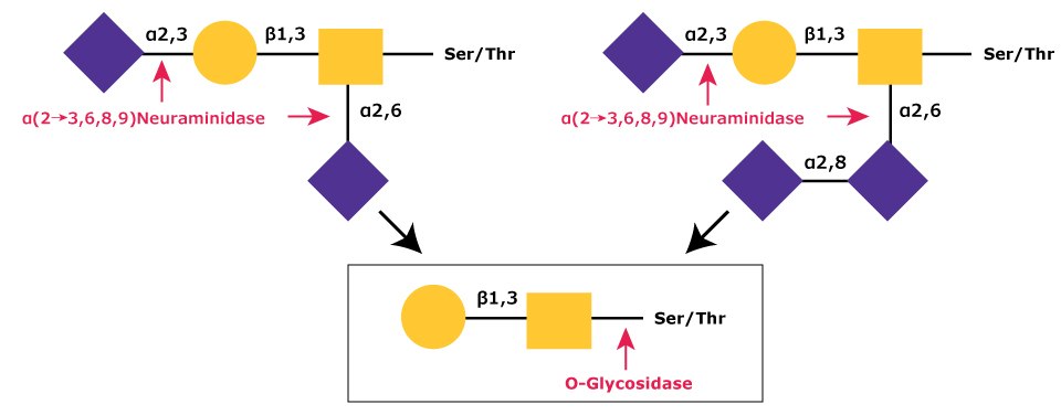 Removal of Sialic Acid Residues By α-(2→3,6,8,9)-Neuraminidase  Diagram showing the removal of sialic acid residues (NeuNAc) from disialylated and trisialylated O-linked glycans by α-(2→3,6,8,9)-neuraminidase, followed by the core 1 type glycan being cleaved from the O-linkage by O-glycosidase.