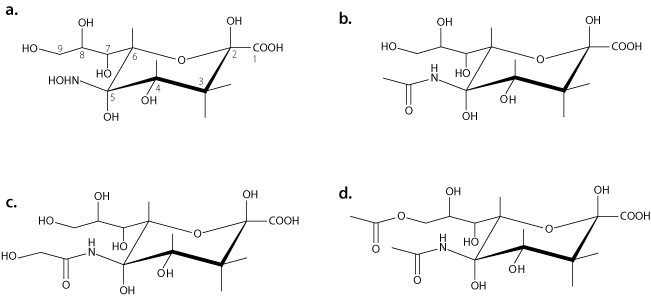 (a) Neuraminic acid, the core structure of all sialic acids. Structural modifications can be made at C4, C7, C8, C9, and at the amine group of C5. (b) Structure of N-acetylneuraminic acid (Neu5Ac). (c) Structure of N-glycolylneuraminic acid (Neu5Gc). (d) Structure of N-acetyl-9-O-acetylneuraminic acid (Neu5,9Ac2). Neuraminic acid, the core structure of all sialic acids