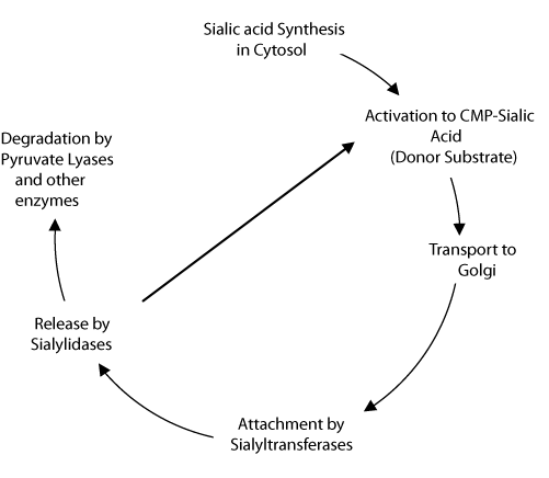 Sialic acid metabolic lifecycle in vertebrates. Sialic acid metabolic lifecycle in vertebrates
