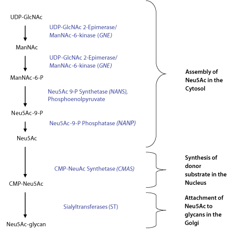 Schematic of N-acetylneuraminic acid (Neu5Ac) enzymatic synthesis and attachment to glycan structures. Schematic of N-acetylneuraminic acid (Neu5Ac) enzymatic synthesis and attachment to glycan structures.