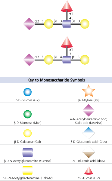 Carbohydrate structures for sialyl Lewisa (top) and sialyl Lewisx (bottom) oligosaccharides. See key to monosacharide symbols to identify carbohydrates. Carbohydrate structures for sialyl Lewisa