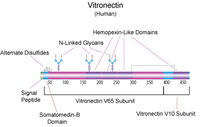 vitronectin vitronectin