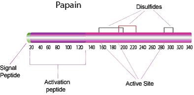 Structure of papain enzyme showing the small signal peptide on the end, followed by the larger activation peptide, then various active sites. Disulfides are present around the active sites. Structure of papain enzyme showing the small signal peptide on the end, followed by the larger activation peptide, then various active sites. Disulfides are present around the active sites.