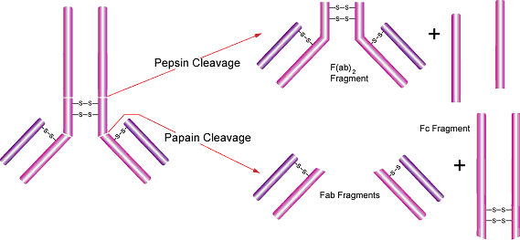 Typical pepsin and papain cleavage of an immunoglobulin G antibody. Generic antibody is on the left with an arrow showing pepsin cleavage above the disulfide bond hinge region into F(ab)2 fragment and Fc fragments. Another arrow shows papain cleavage below the hinge region splitting the antibody into Fab fragments and Fc fragments. Typical pepsin and papain cleavage of an immunoglobulin G antibody. Generic antibody is on the left with an arrow showing pepsin cleavage above the disulfide bond hinge region into F(ab)2 fragment and Fc fragments. Another arrow shows papain cleavage below the hinge region splitting the antibody into Fab fragments and Fc fragments.
