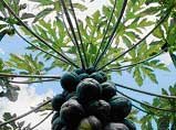 Papaya tree (Carica papaya) with tropical papaya fruits showing a blue sky with clouds through the leaves. Papain is isolated from the papaya latex. Papaya tree (Carica papaya) with tropical papaya fruits showing a blue sky with clouds through the leaves. Papain is isolated from the papaya latex.