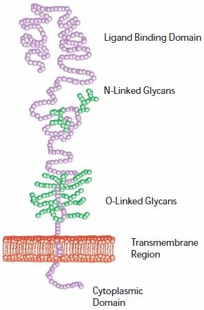 Cholesterol tansportl ldl receptor LDL Receptor.