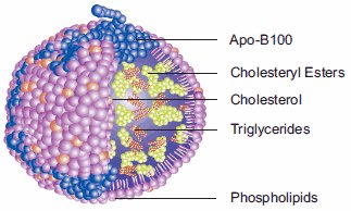 Cholesterol tansportl lipoprotein Low Density Lipoprotein.