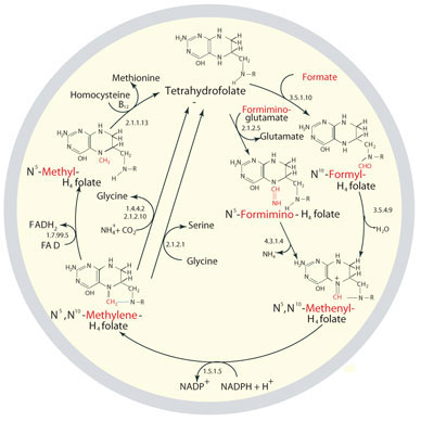 The metabolic cycling and regeneration of tetrahydrofolate The metabolic cycling and regeneration of tetrahydrofolate