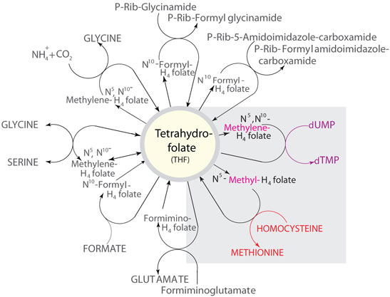 Some of the reactions in which THF metabolites function as carbon donors Some of the reactions in which THF metabolites function as carbon donors