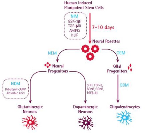 Workflow showing all steps in iPS cell generation Workflow showing all steps in iPS cell generation