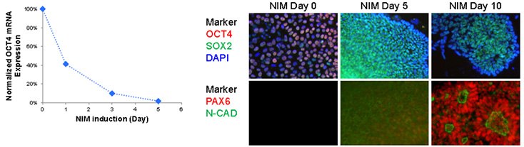 Neuronal differentiation of iPSCs  Neuronal differentiation of iPSCs