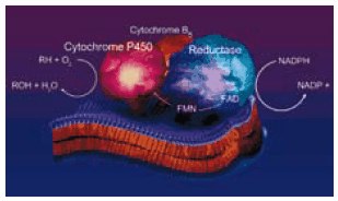 hepatic microsomal cytochrome P450 hepatic microsomal cytochrome P450