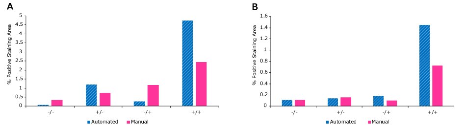 Assessment of percent positive staining area of EGFR-HER2 colocalization in square and round multiwell plates. <b>A)</b> Control EGFR-HER2 Assay on square well plate to test AAW™ workstation automated vs manual runs. Average percent positive area staining of EGFR-HER2 colocalization was determined by ImageJ analysis and confirmed positive (+/+) control resulted in higher EGFR-HER2 staining than negative control for both manual and automated assays in square well plates. <b>B)</b> Control EGFR-HER2 Assay on round well plate to test AAW™ workstation automated vs manual runs. Similar results were observed for round well plates as the square ones. Percent positive staining area comparison of automated Duolink® assays on the AAW™ workstation vs manual with square or round wells. Square well run is the graph on the left with round well graph on the right. Similar results shown in both graphs, with higher EGFR-HER2 staining in positive controls than negative.