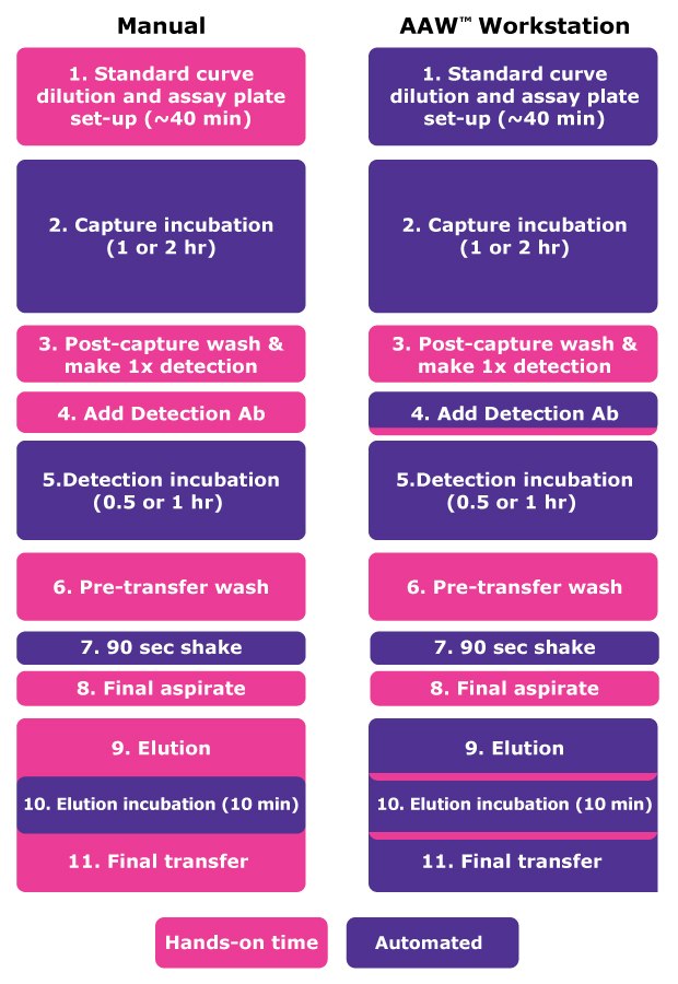 Assay steps are outlined for both manual and automated assays and identified as a manual “hands-on” or automated “hands-off” step. Manual assays required over double the amount of hands-on time than automated assays on the AAW™ workstation as they are ~30% hands-on time, while automated assays are only ~13% hands-on time. The AAW™ workstation will perform the standard curve dilution, sample dilution (1:2) if chosen, and assay plate set-up with standards, samples, and beads according to the standard SMC<sup>®</sup> protocol. This step takes approximately 40 minutes depending on the number of samples chosen and then will immediately proceed to the capture incubation step. Follow the timings and instructions indicated on the touchscreen for when to return after incubation steps for off-deck washing. Comparison of manual vs automated assay on the AAW™ workstation. Steps include 1. Standard curve dilution and assay plate set-up, 2. Capture incubation (always automated with incubator), 3. Post-capture wash and make 1x detection, 4. Add detection Ab, 5. Detection incubation (always automated with incubator), Pre-transfer wash, 7. 90 sec shake (always automated with shaker), 8. Final aspirate, 9. Elution, 10. Elution incubation (always automated with incubator), 11. Final transfer. With the AAW™ workstation only steps 3 (post capture wash), 6 (pre-transfer wash), and 8 (final aspirate) need to be performed manually.