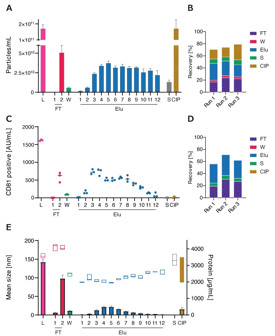 A) Particle concentrations measured by nanoparticle tracking analysis (NTA) of load (L) and all chromatographic fractions flow-through (FT), wash (W), elution (Elu), strip (S) and cleaning in place (CIP) B) Recovery of chromatographic steps based on NTA data. Data presented are the mean +/- SEM of three single replicates with five technical replicates. C) Analysis of chromatographic fractions based on cluster of differentiation (CD)81 presence by CD81 enzyme-linked immunosorbent assay (ELISA). D) Recovery of chromatographic steps based on ELISA data. Data presented are the mean +/- SEM of three single replicates with two technical replicates. Protein concentration, measured by bicinchoninic acid assay (BCA), and particle size, measured by NTA, of load (L) and chromatographic fractions flow-through (FT), wash (W), elution (Elu), strip (S) and cleaning in place (CIP). E) Purity of isolated HEK293 EV (bars) and mean particle size (boxes).  Elution profiles followed similar profiles with sharper drop-off towards the end of the elution. Particle sizes in the L, FT, S, and CIP fractions were larger than that in Elu fractions while the protein concentration in the Elu fractions was lower than the load, indicating greater purity. Protein concentration peaked in the Elu fraction and then decreased.