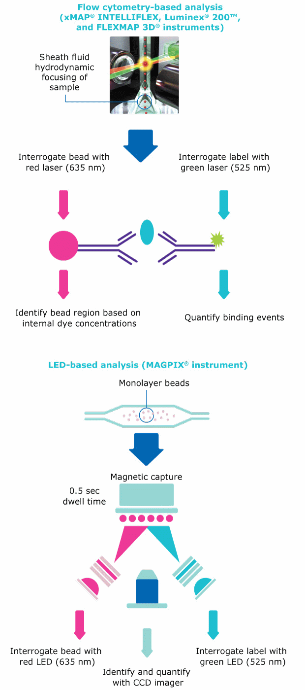 Luminex® Multiplexing Technology Analysis Figure 1.  Luminex® multiplexing technology consists of xMAP® bead-based immunoassays that can be analyzed using two types of instruments: flow cytometry-based analyzers and LED-based analyzers. LED-based detection is used in compact multiplexing instruments like the MAGPIX® system (discontinued).
