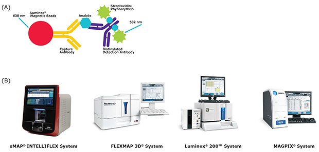 Luminex® Protein Detection Immunoassay Method and Instrumentation (A) Diagram of the Luminex® protein detection immunoassay method. (B) Images of instruments for use with MILLIPLEX® kits (xMAP® INTELLIFLEX, FLEXMAP 3D®, Luminex® 200™, and MAGPIX® systems).
