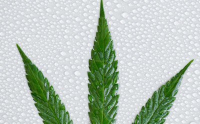 Cannabis leaf Cannabis leaf with water drops in the background