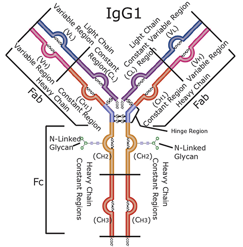 Graphical depiction of a human IgG1 antibody Graphical depiction of a human IgG1 antibody