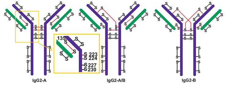 Major disulfide isoforms of IgG2 antibodies Major disulfide isoforms of IgG2 antibodies