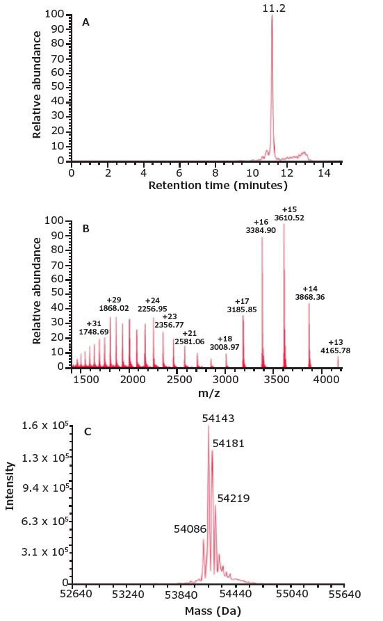 SEC-MS analysis of the BiTE®. SEC-MS analysis of the BiTE®.
