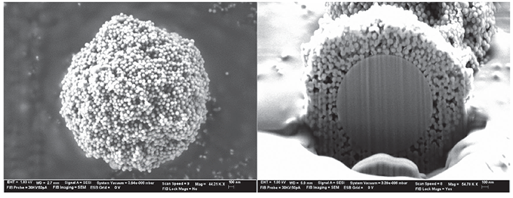 SEM image of the BIOshell™ SEM image of the BIOshell™