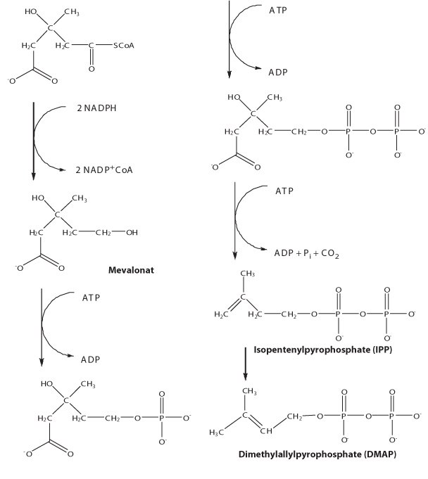 Biosynthesis of IPP and DMAP via mevalonate pathway Biosynthesis of IPP and DMAP via mevalonate pathway
