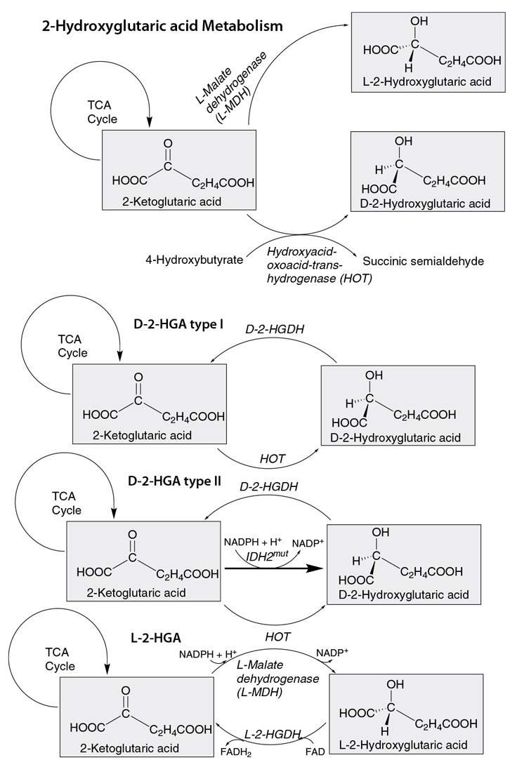 Pathway of 2-Hydroxyglutaric Acid Metabolism Pathway of 2-Hydroxyglutaric Acid Metabolism