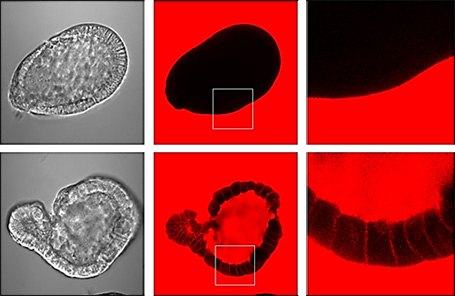 Apical-out organoid barrier integrity assay Apical-out organoid barrier integrity assay