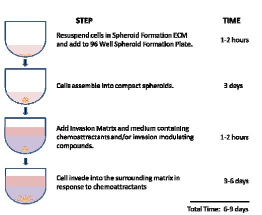 assay-steps 96 Well 3D Spheroid BME Cell Invasion Assay Steps
