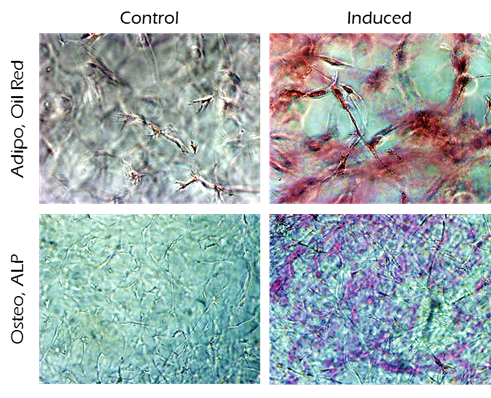 Oil-Red-O and ALP staining of human adipose MSCs cultured in 3D using TrueGel3D® HTS hydrogel plates. Oil-Red-O and ALP staining of human adipose MSCs cultured in 3D using TrueGel3D® HTS hydrogel plates.