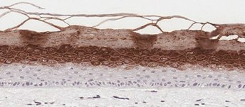 In-Vitro Organotypic Skin Culture c In-Vitro Organotypic Skin Culture (C)