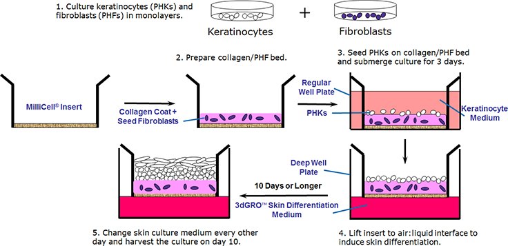 Organotypic human skin culture protocol overview. Organotypic human skin culture protocol overview.