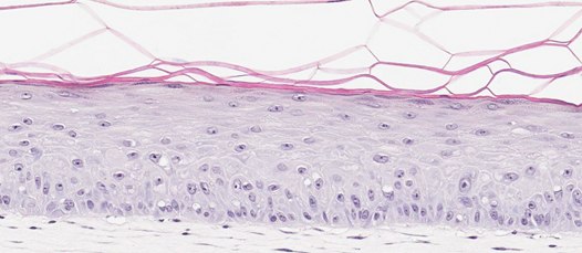 Organotypic skin models (H&E) Organotypic skin models contain actively proliferating keratinocytes. (B)